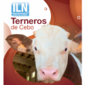 Terneros de cebo