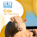 Cría de Pasters