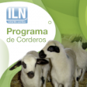 Cría de corderos